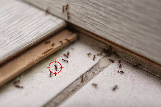 Best Local Pest Control Services  in Brice Prairie, WI